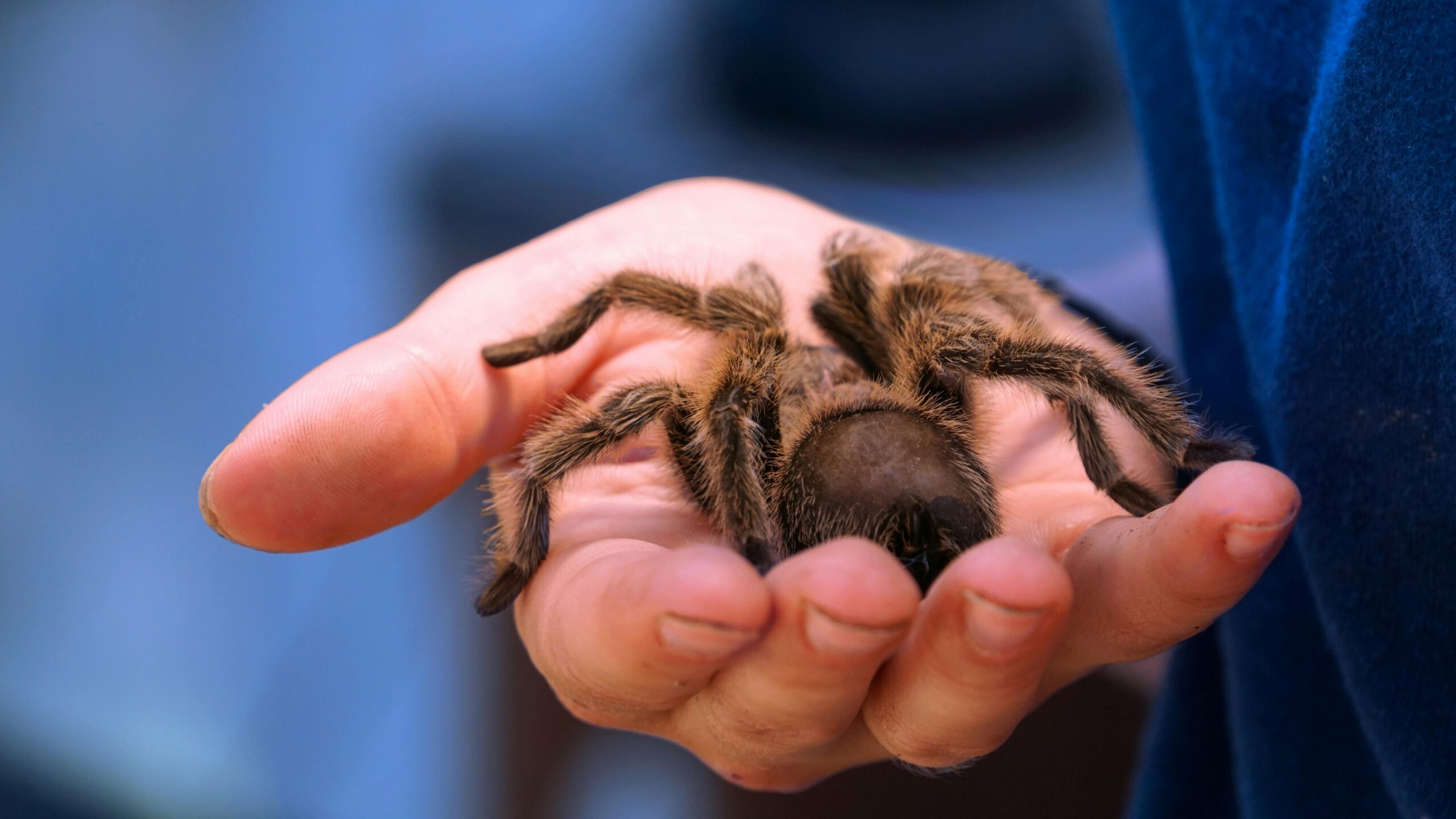 Aracnídeos Domésticos: O Fascinante Universo dos Pets de Oito Patas