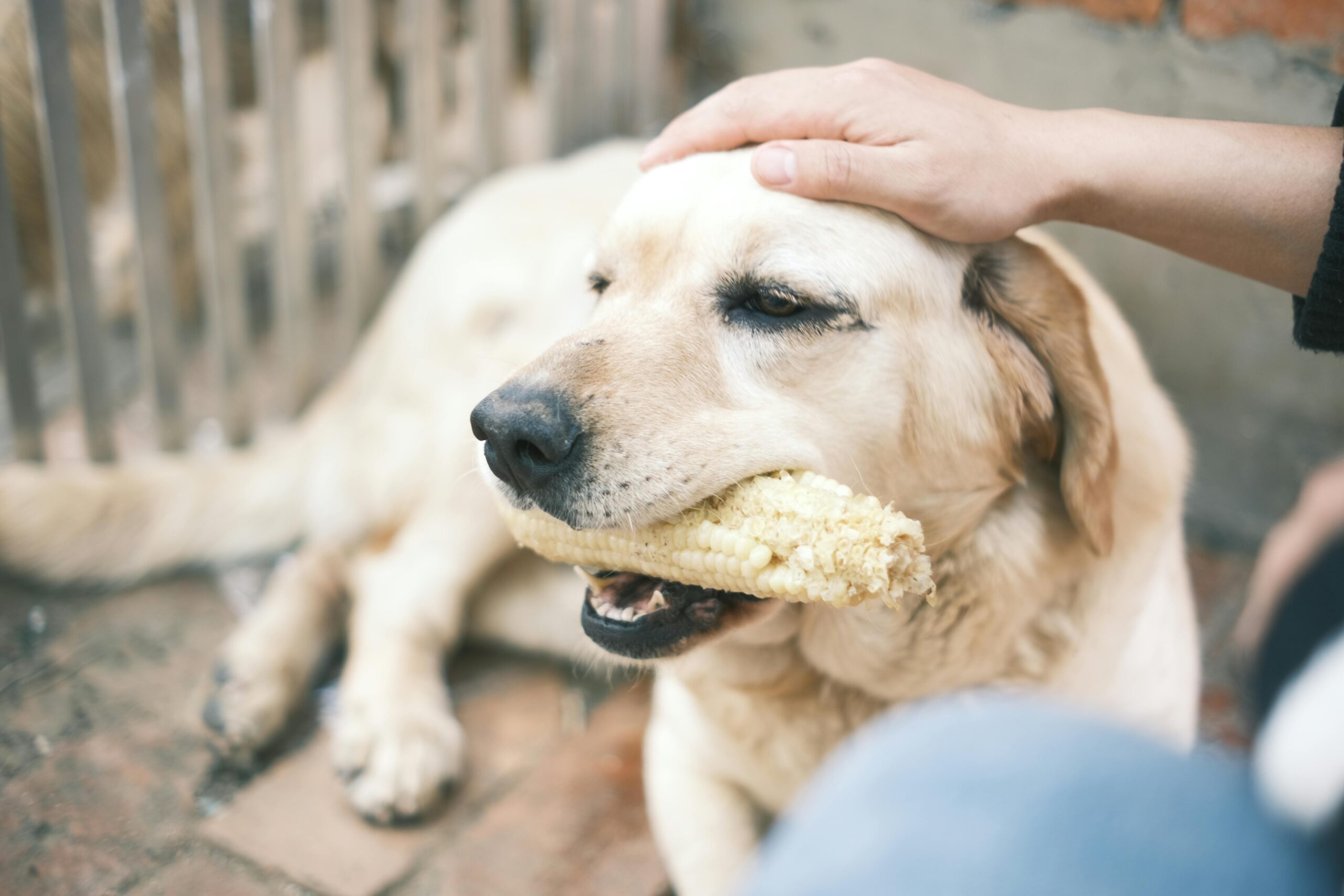 Alimentação Natural para Cães: Saúde e Qualidade de Vida em Primeiro Lugar