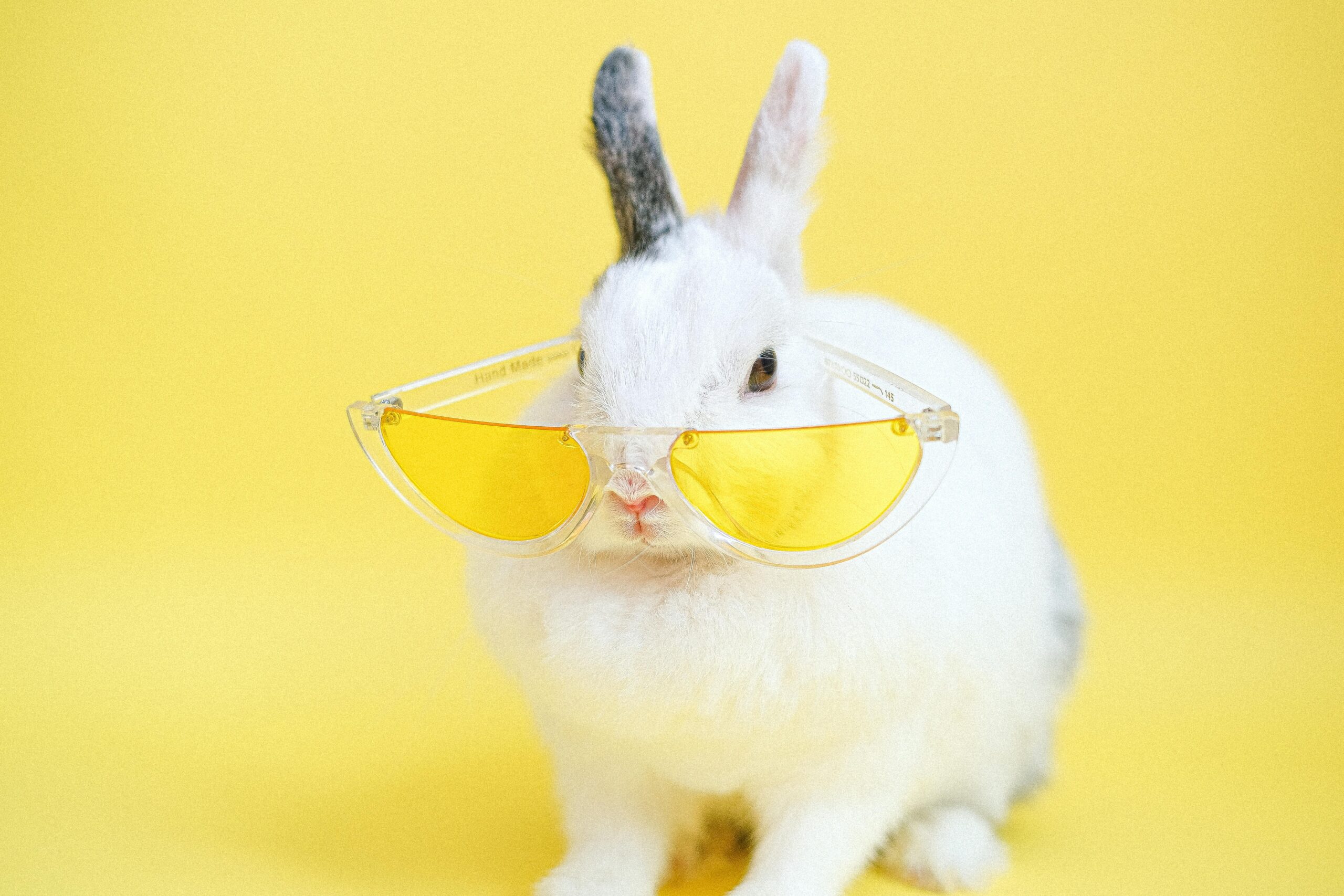 Coelhos como Pets: Um Guia Completo para Quem Deseja Adotar