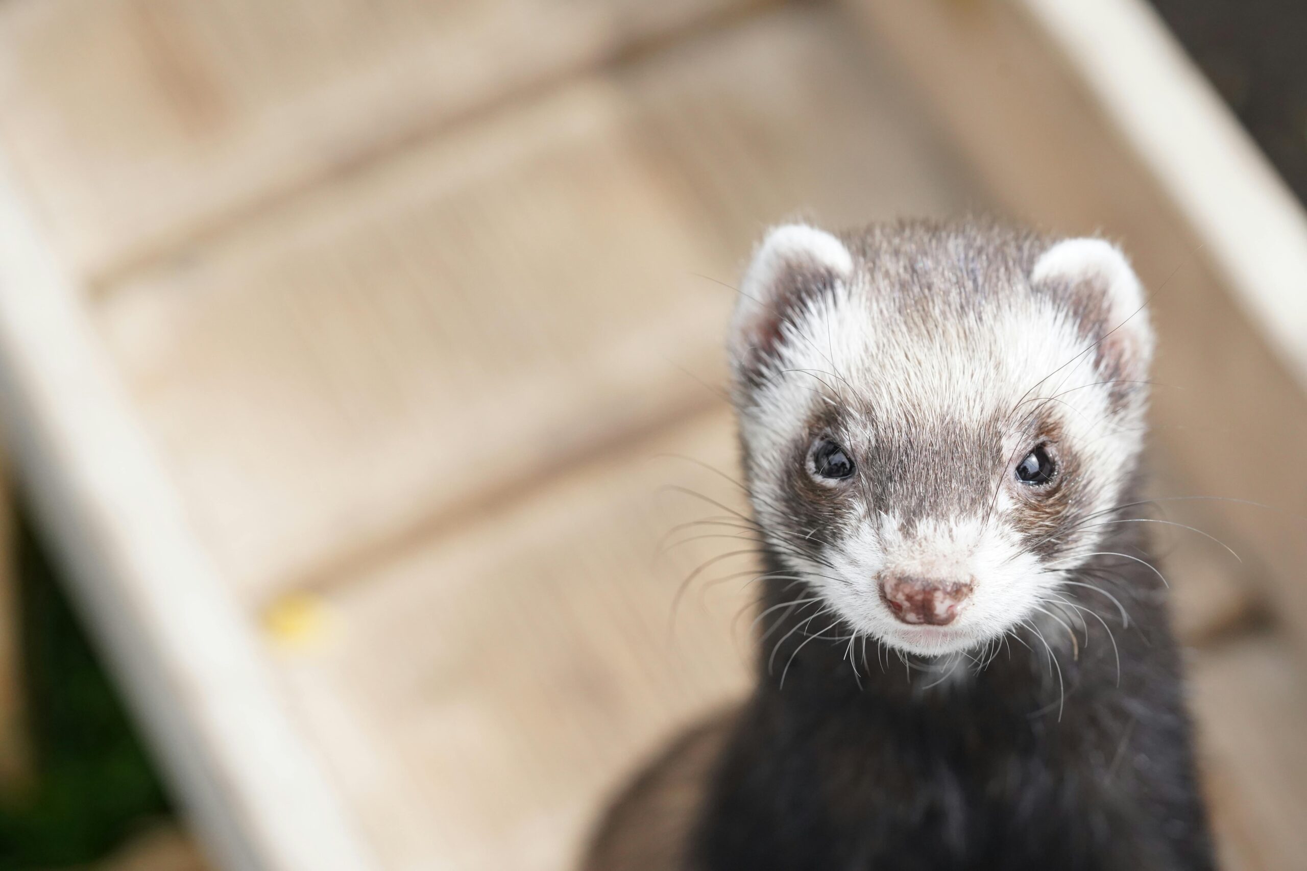 O Fascinante Mundo dos Pets Exóticos: Conheça Espécies Diferentes para Ter em Casa