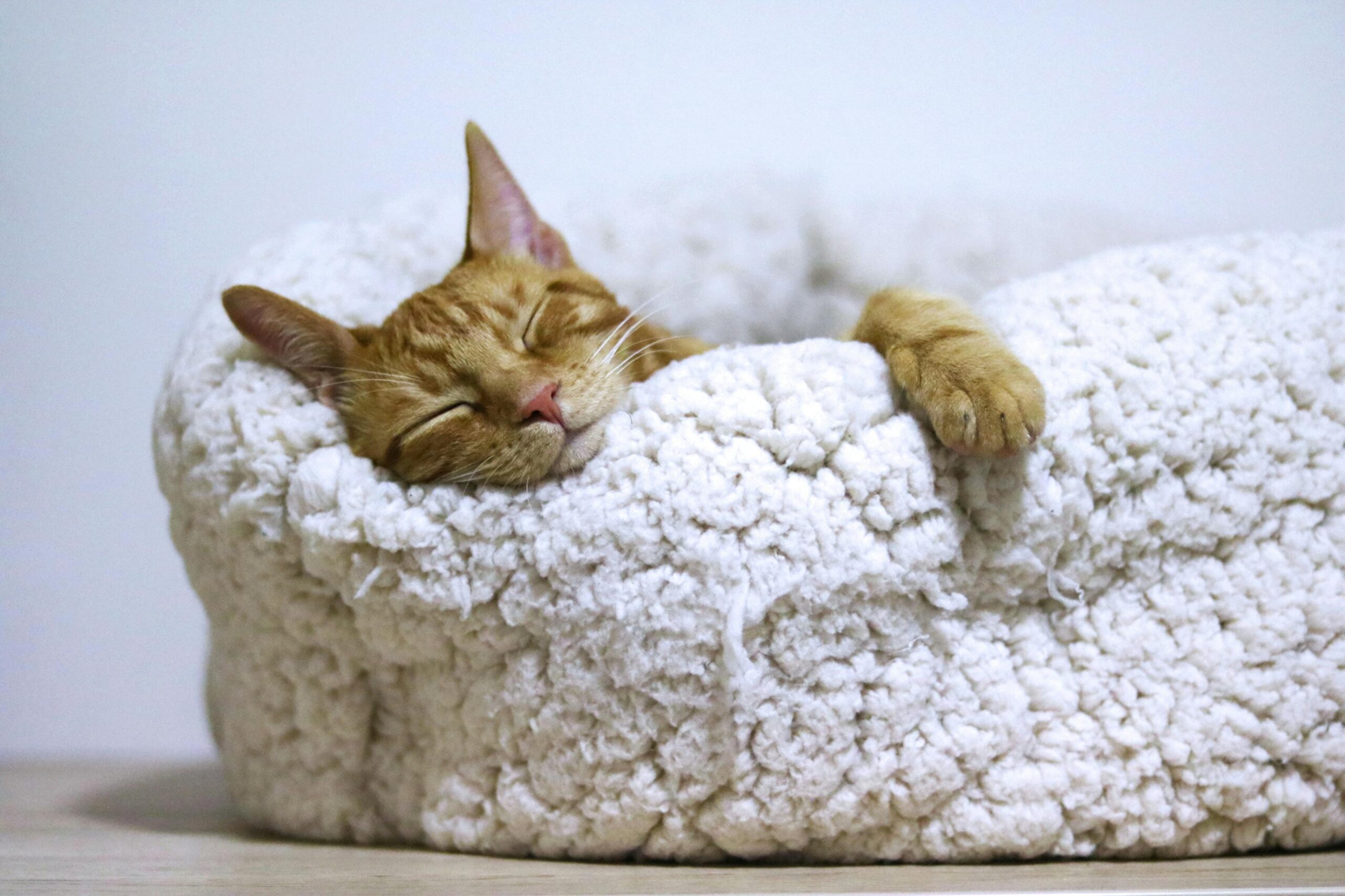 Como Preparar um Ambiente Seguro para Seu Pet em Casa