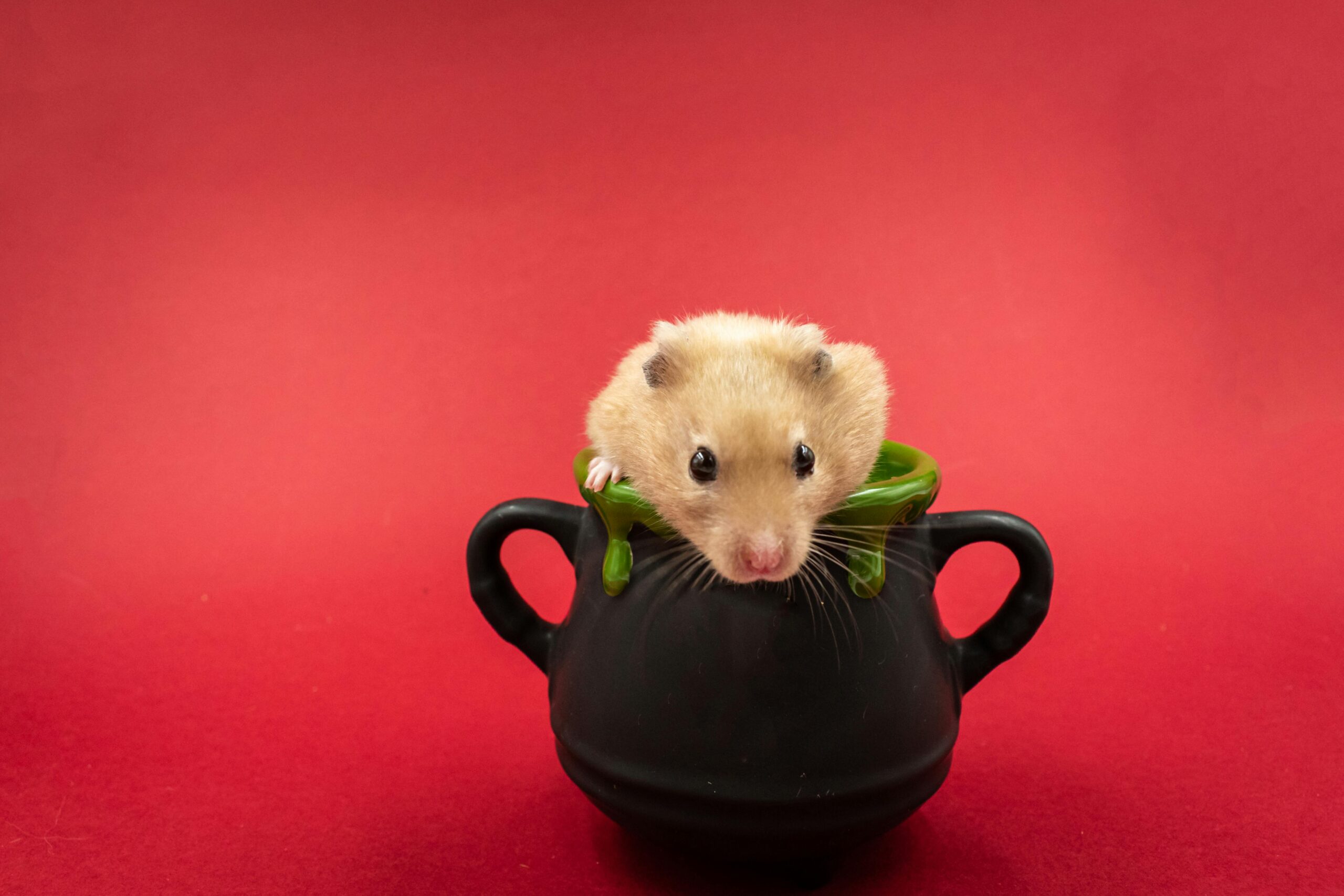 “Hamster de Estimação: Tudo para Deixar Seu Pequeno Amiguinho Feliz!”
