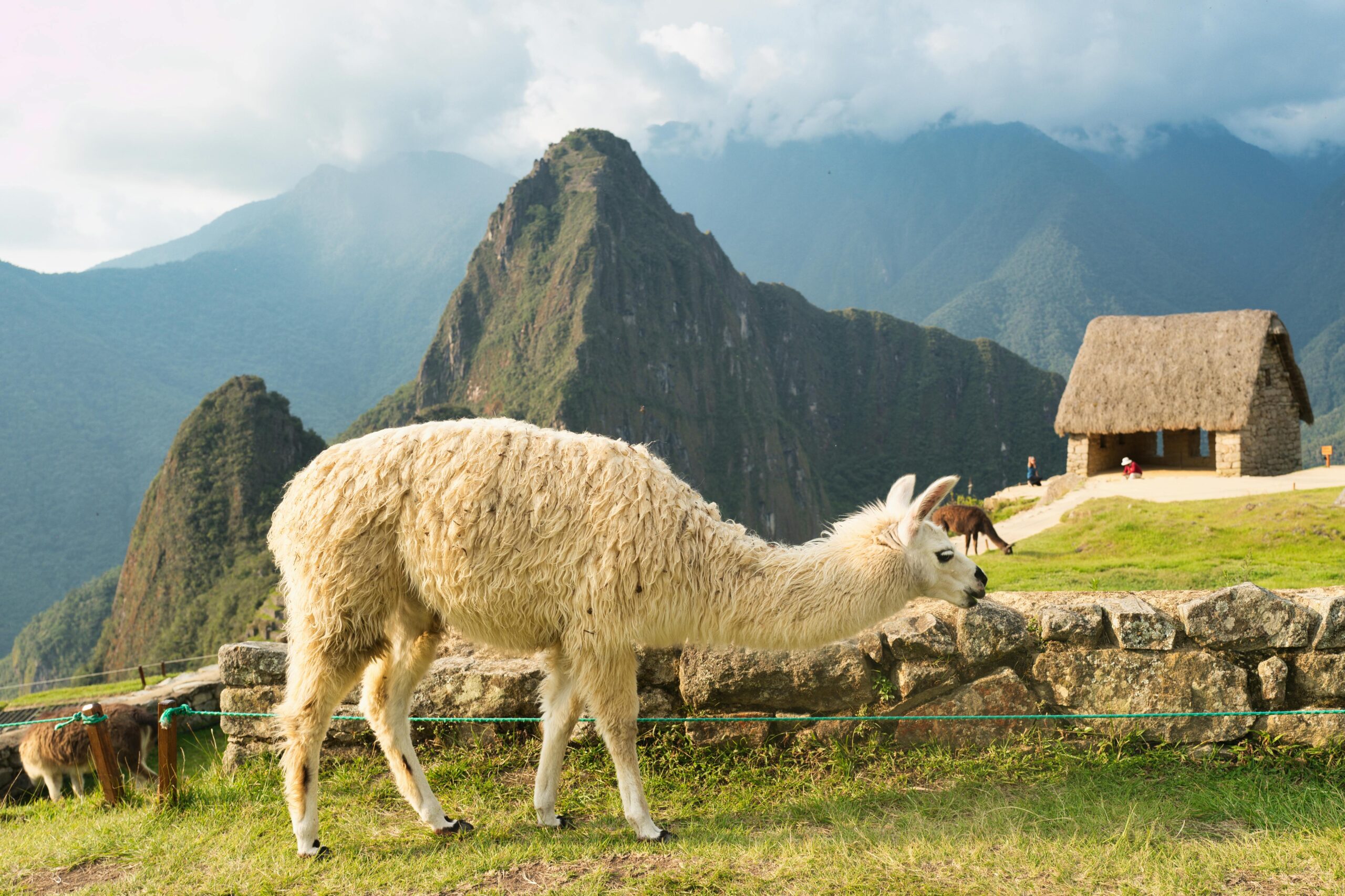 Lhama: O Guia Completo Sobre Esse Animal Curioso e Versátil