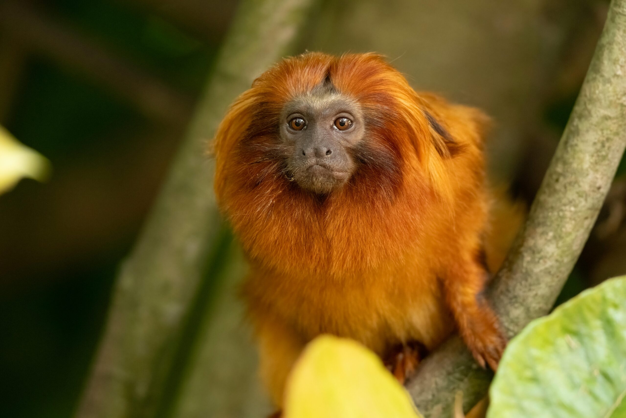 Animais em Extinção no Brasil: Um Alerta que Não Pode Esperar