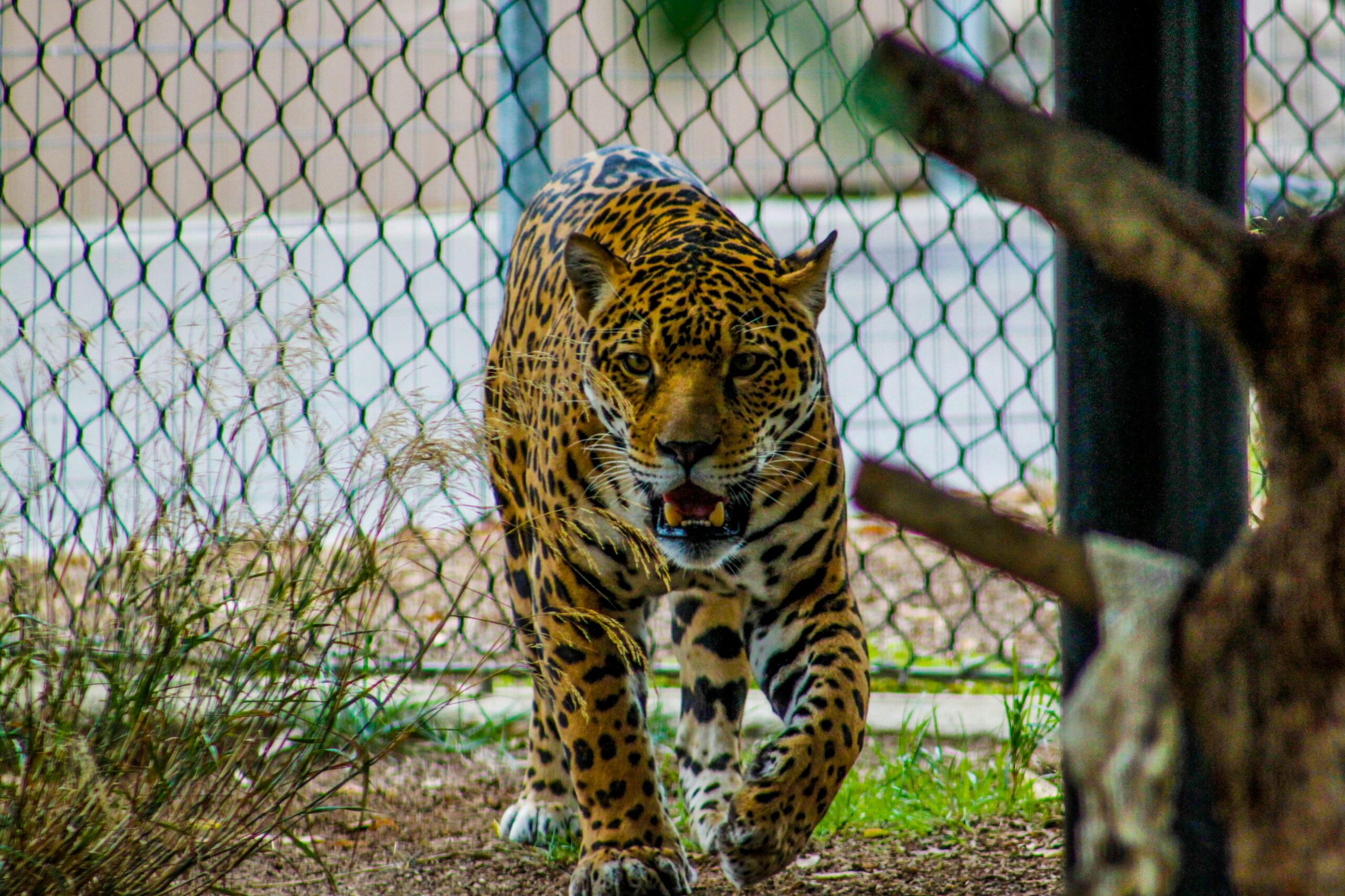 Animais do Cerrado : A Savana Brasileira (Série Biomas Brasileiros)