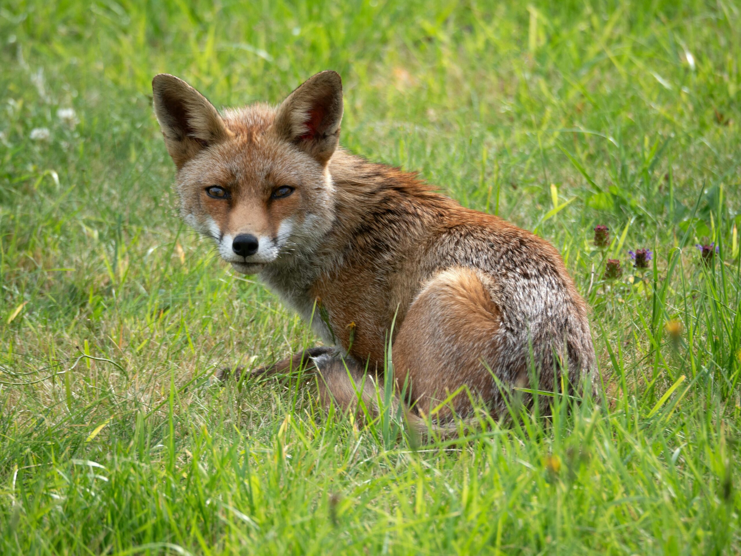 Animais dos Pampas: Conheça sua Fauna Surpreendente (Série Biomas Brasileiros)