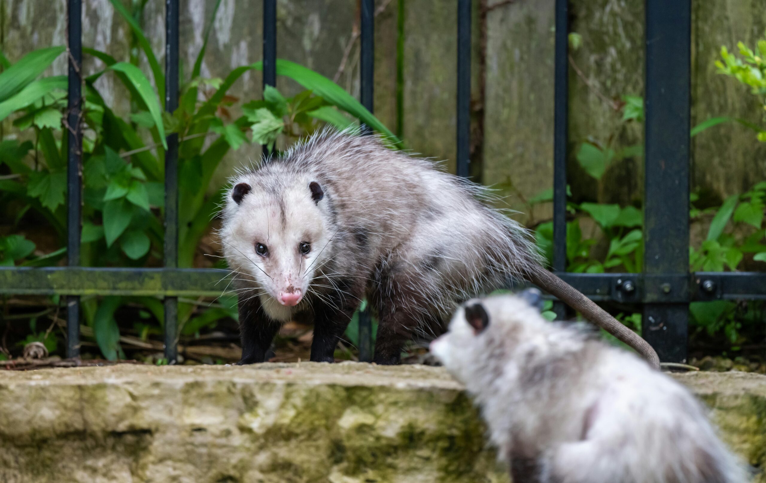 Saruê: O Marsupial Brasileiro que Ajuda a Controlar Pragas e Merece Ser Preservado