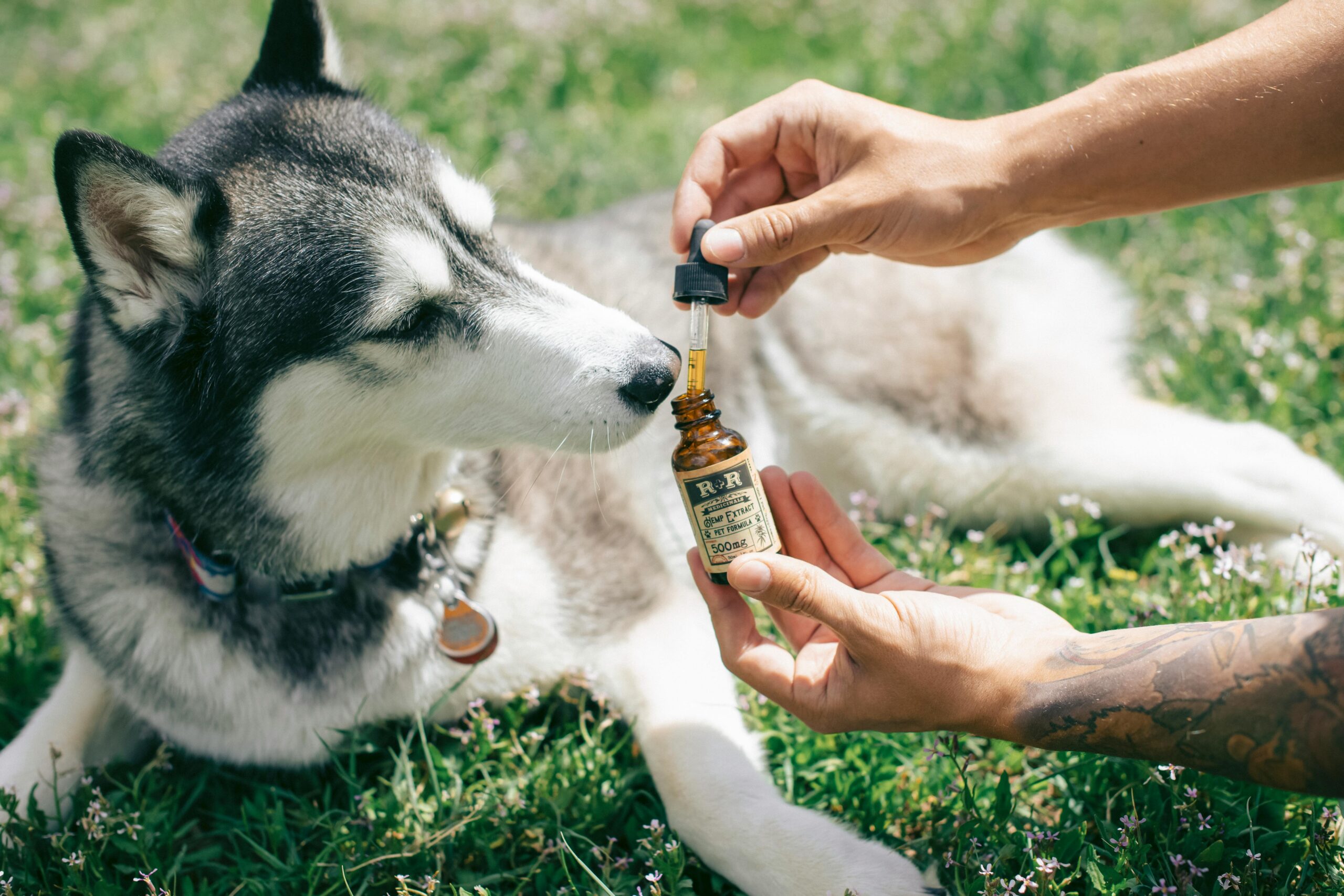 🧘 Saúde Mental e Terapias Alternativas para Pets: Como Cuidar do Bem-Estar Emocional dos Animais de Estimação