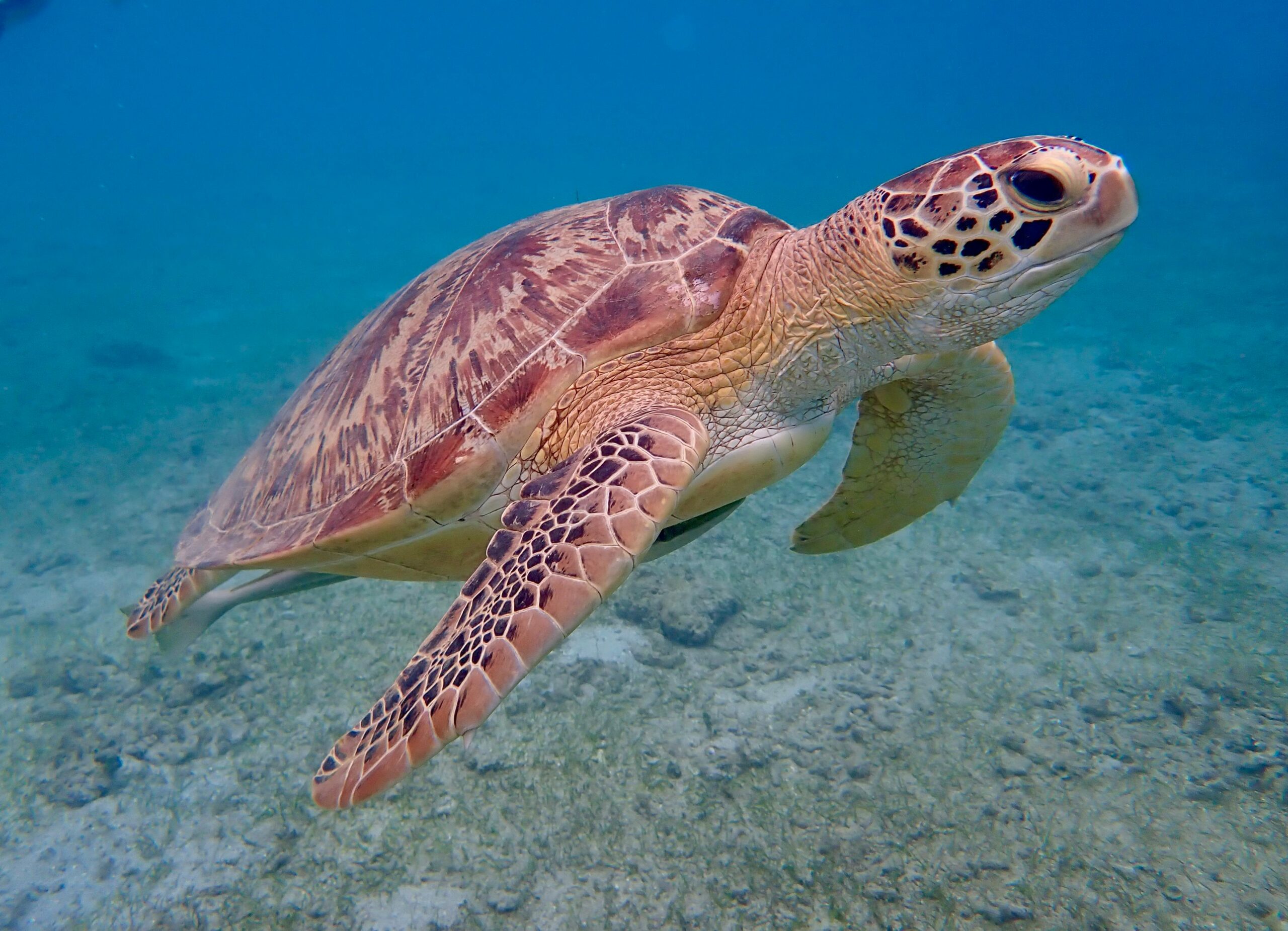 Tartarugas: Tudo o Que Você Precisa Saber Sobre Esses Animais Fascinantes