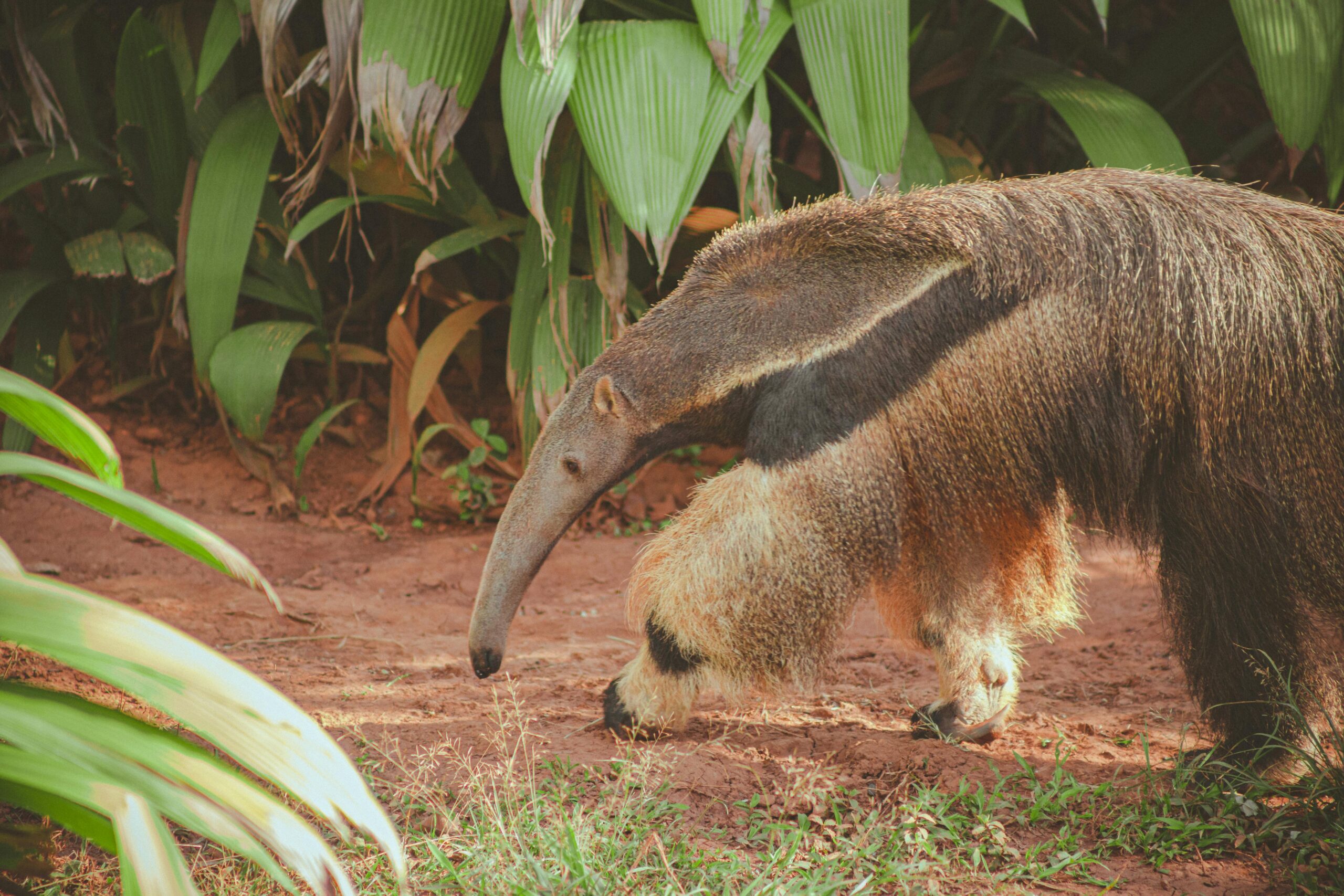 Animais da Caatinga: Conheça as Espécies que Sobrevivem ao Clima Árido do Sertão (Série Biomas Brasileiros)